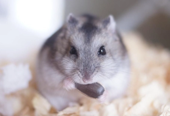 倉鼠護理方法 倉鼠護理方法