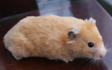 黃金鼠香腺清潔 黃金鼠香腺清潔