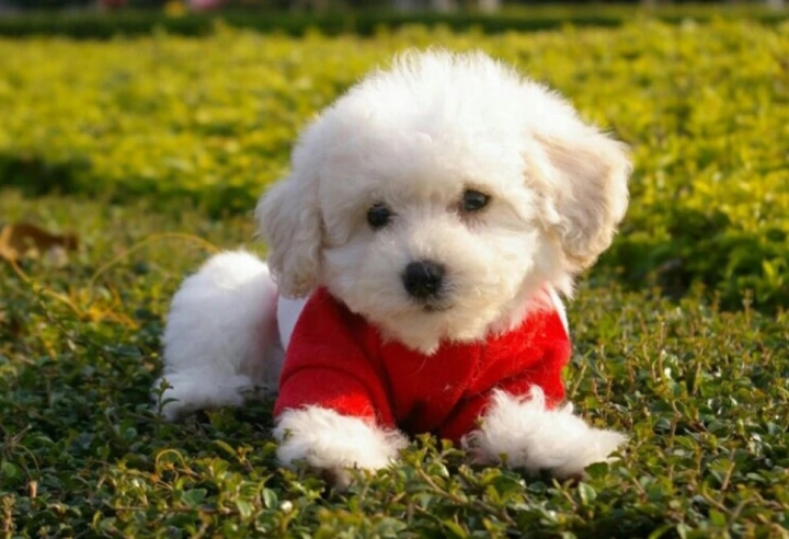 比熊犬常見疾病