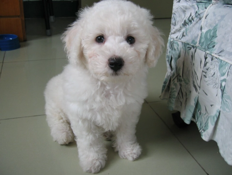 比熊犬常見疾病