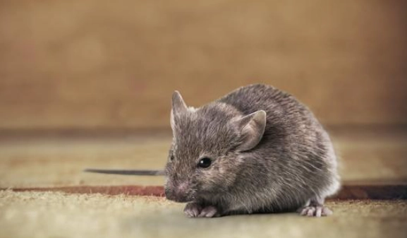 鼠類焦慮症狀