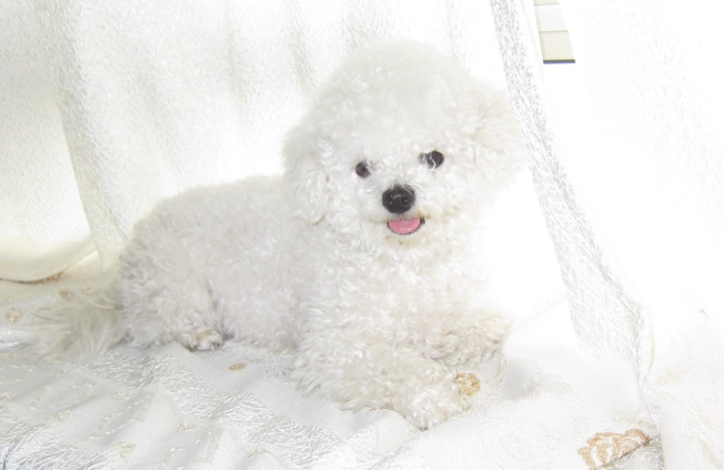 比熊犬毛色種類