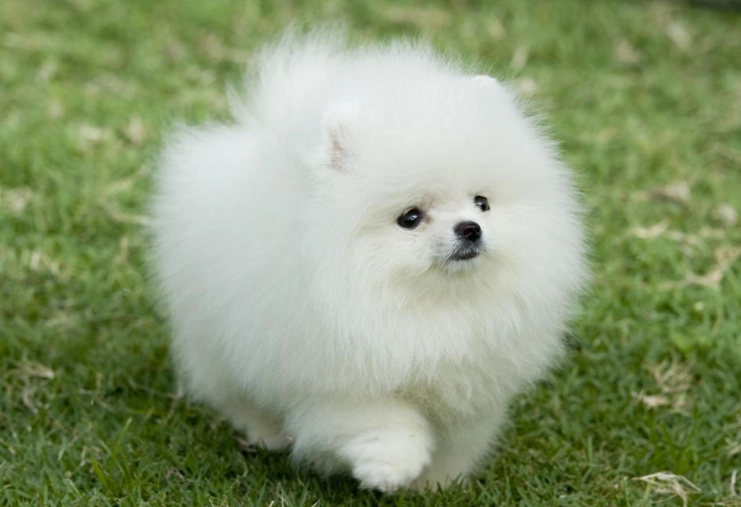 小型犬壽命延長