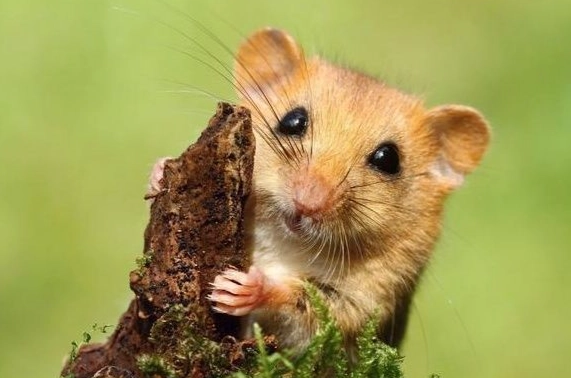 黃金鼠香腺清潔 黃金鼠香腺清潔