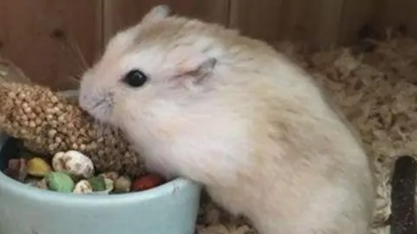 布丁鼠生病照顧