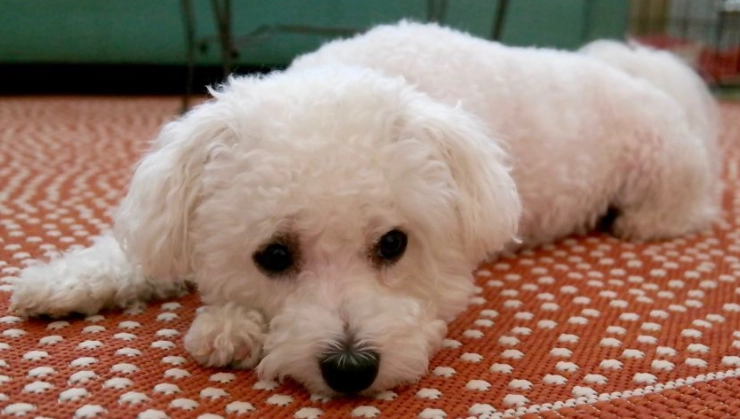 比熊犬成長大小 比熊犬成長大小