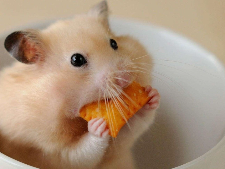 倉鼠群養 倉鼠群養