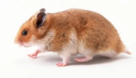 倉鼠香腺問題 倉鼠香腺問題