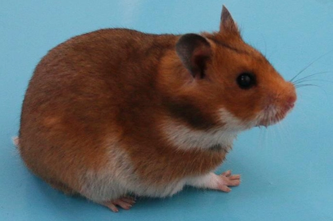 黃金鼠香腺清潔 黃金鼠香腺清潔