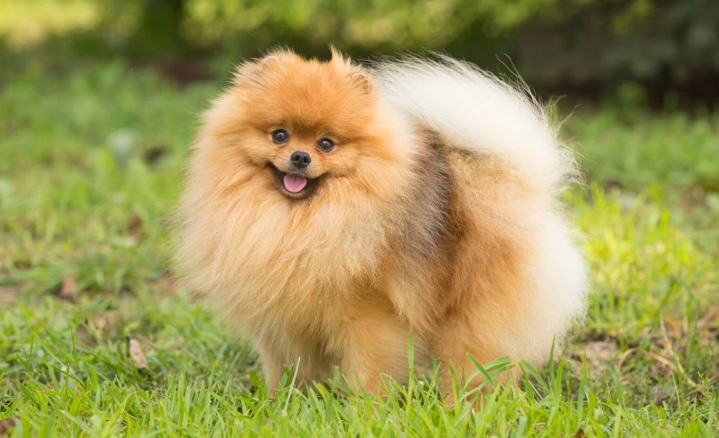 博美犬平均壽命