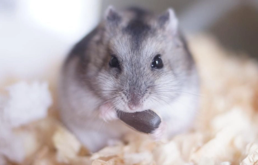 倉鼠品種 倉鼠品種