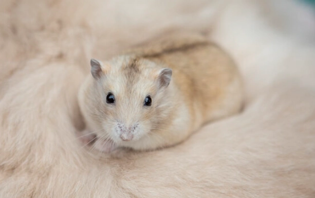 布丁鼠生病症狀