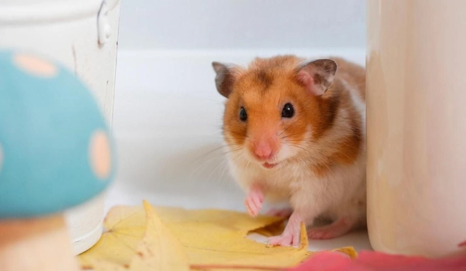 倉鼠疾病治療 倉鼠疾病治療