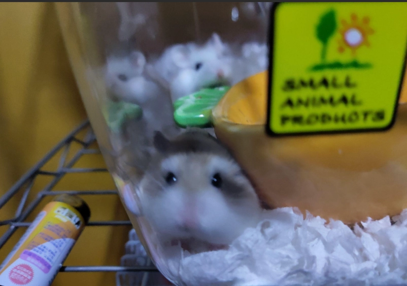 老公公鼠群養注意事項 老公公鼠群養注意事項