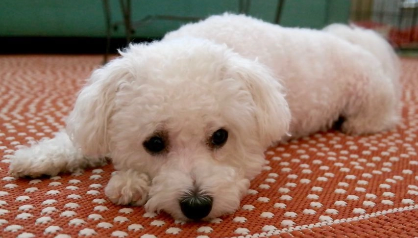 比熊犬訓練方法