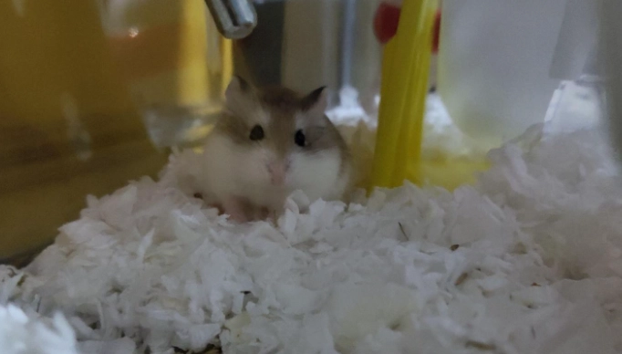 老公公鼠寿命延长 老公公鼠寿命延长