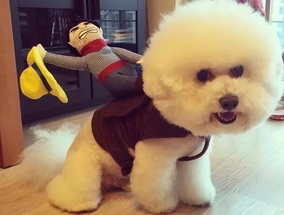 比熊犬訓練方法