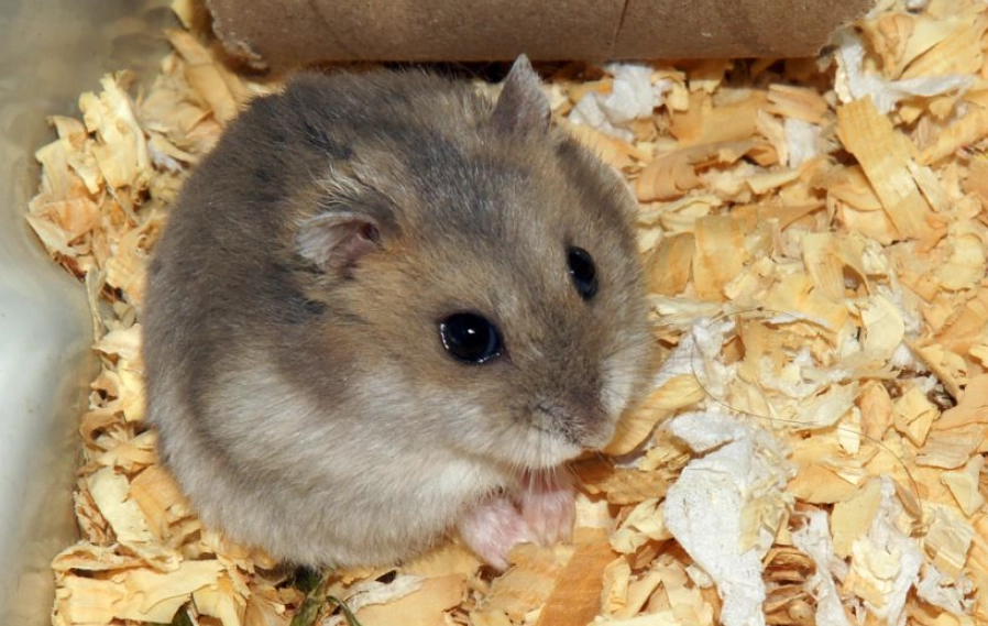 倉鼠飼養方法 倉鼠飼養方法