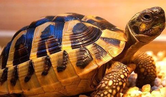 赫曼陸龜環境設置