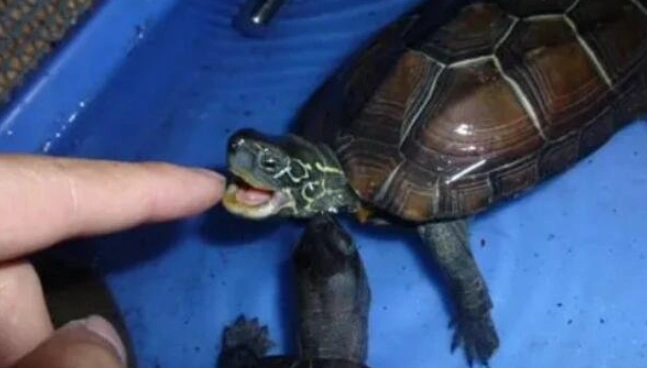烏龜咬人