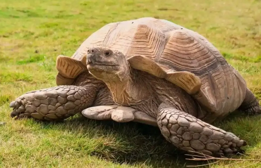 烏龜行為異常 烏龜行為異常