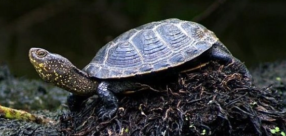 龜類溫度管理 龜類溫度管理