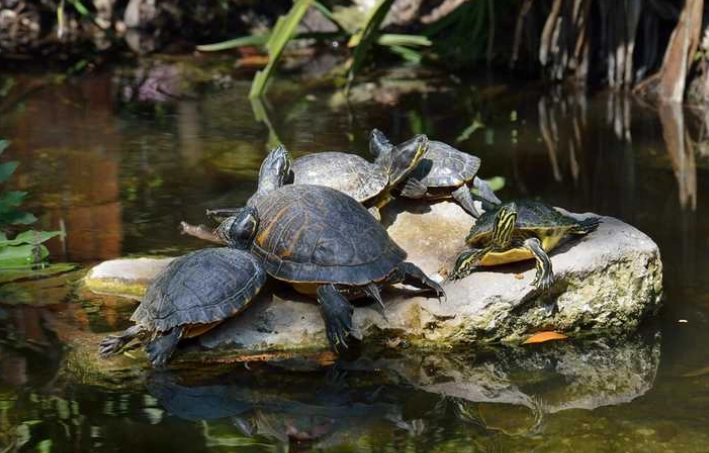 爬蟲類曬太陽技巧