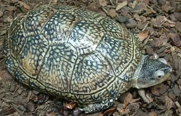 澤龜飼養溫度 澤龜飼養溫度