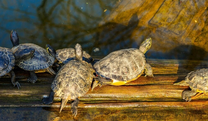 爬蟲類曬太陽技巧