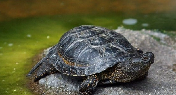 爬蟲類曬太陽技巧