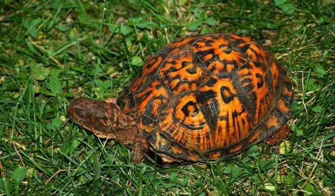 澤龜飼養溫度 澤龜飼養溫度