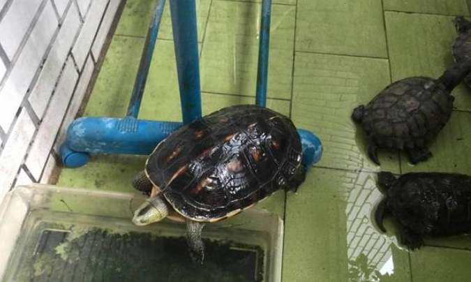 澤龜乾養注意事項