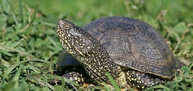 澤龜乾養注意事項