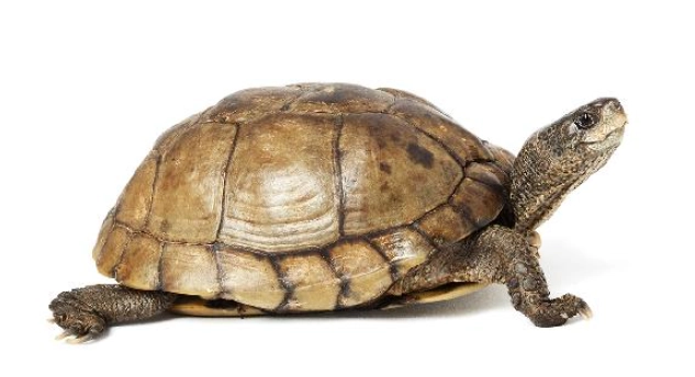 烏龜後腳伸直症狀