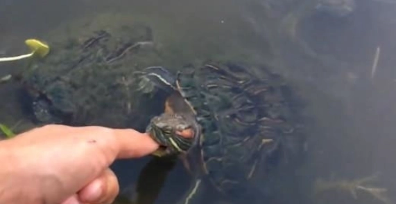 烏龜咬人處理 烏龜咬人處理