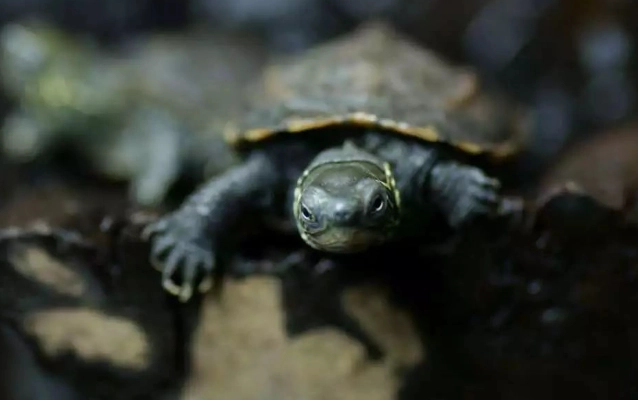 烏龜後腳伸直處理