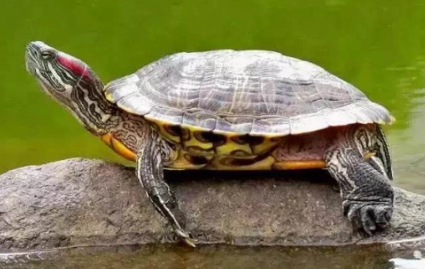 烏龜後腳伸直症狀