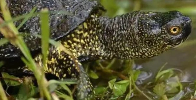 龜類溫度管理 龜類溫度管理