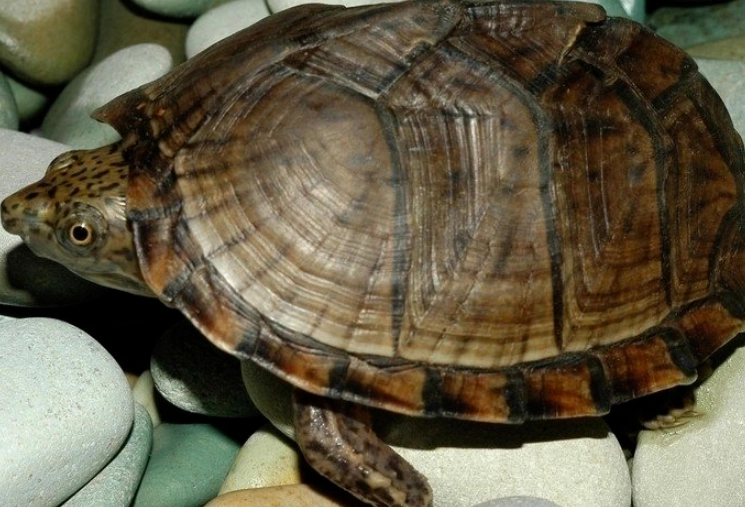 寵物龜飼養技巧