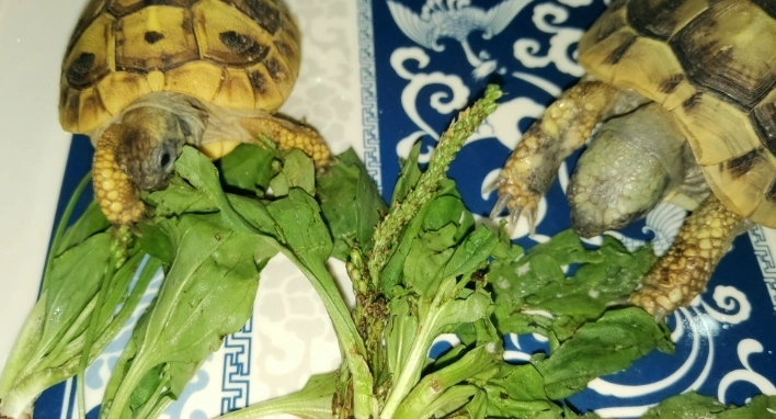 赫曼陸龜環境設置