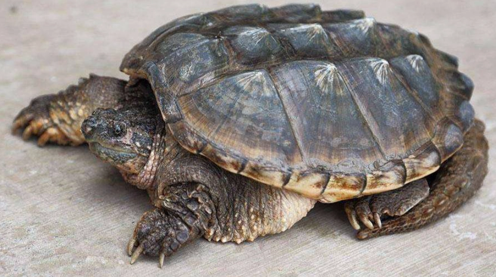 寵物龜情緒表現 寵物龜情緒表現