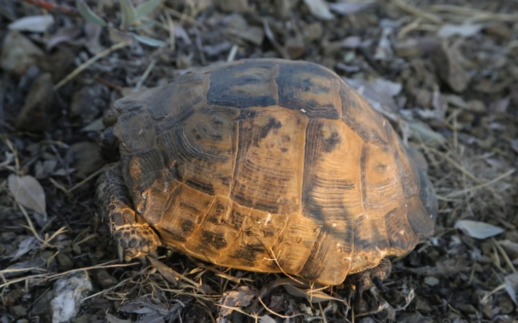 寵物龜飼養技巧