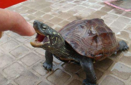 烏龜咬人處理 烏龜咬人處理