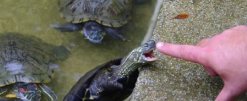 烏龜咬傷預防 烏龜咬傷預防