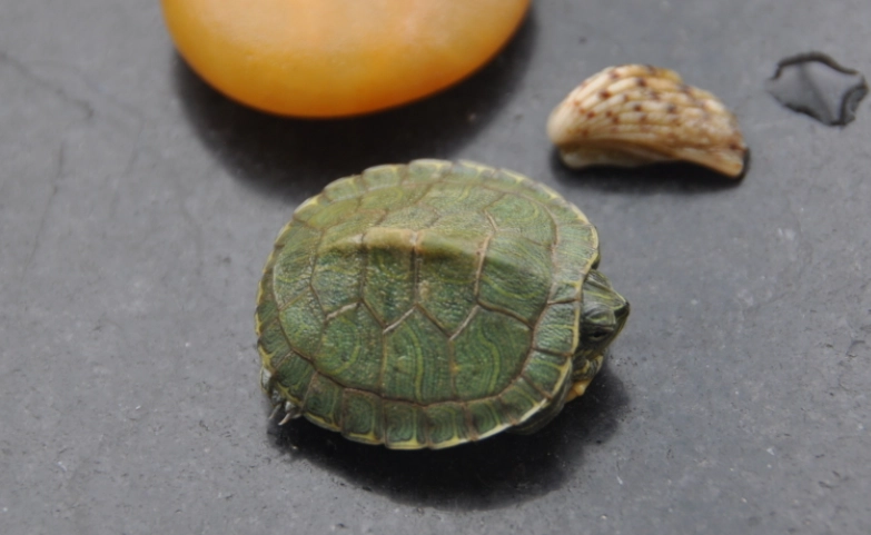 寵物龜飼養技巧