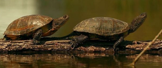 澤龜飼養溫度 澤龜飼養溫度