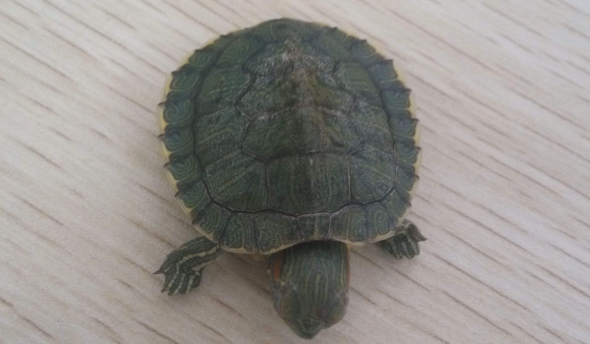 寵物龜情緒表現 寵物龜情緒表現