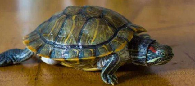 如何安撫躁動烏龜