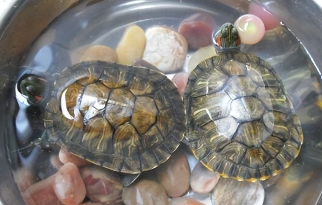 烏龜後腳伸直原因