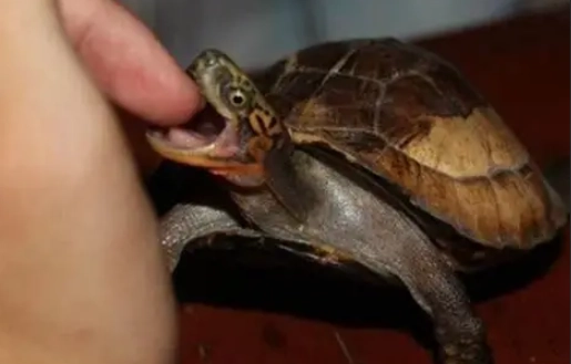 寵物龜咬人